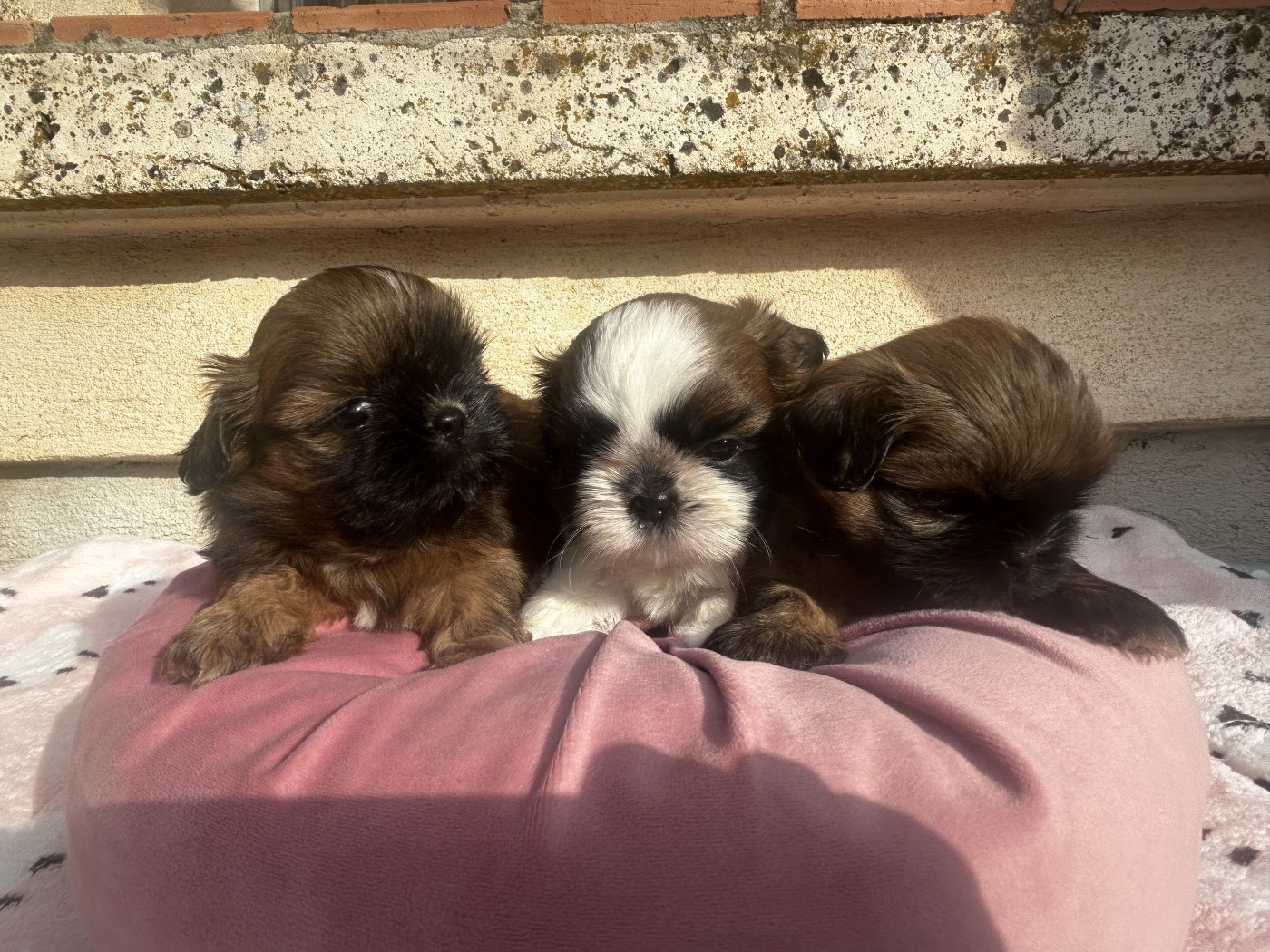 Chiot Shih Tzu Kagyu-ling
