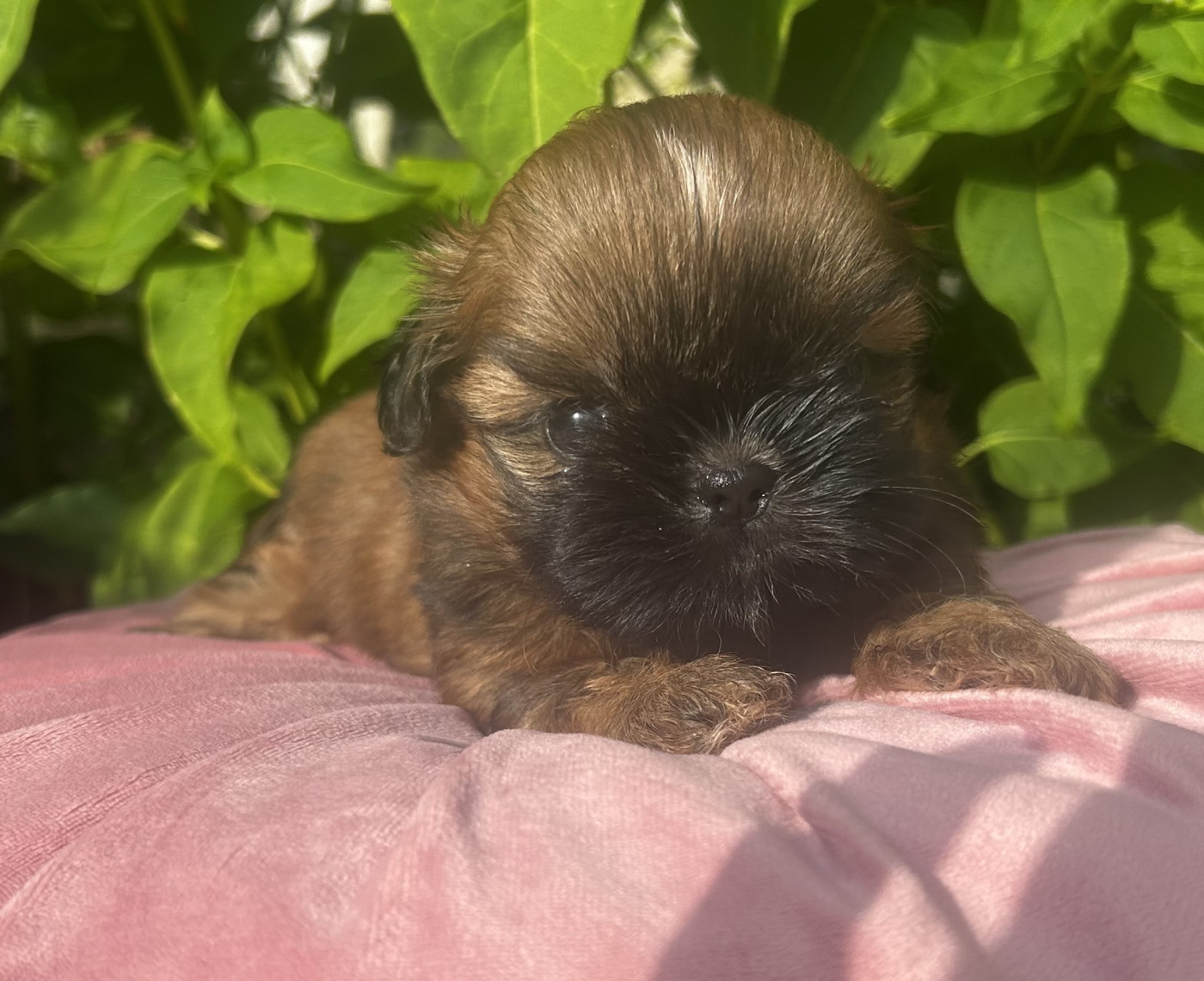 Kagyu-ling - Chiots disponibles - Shih Tzu