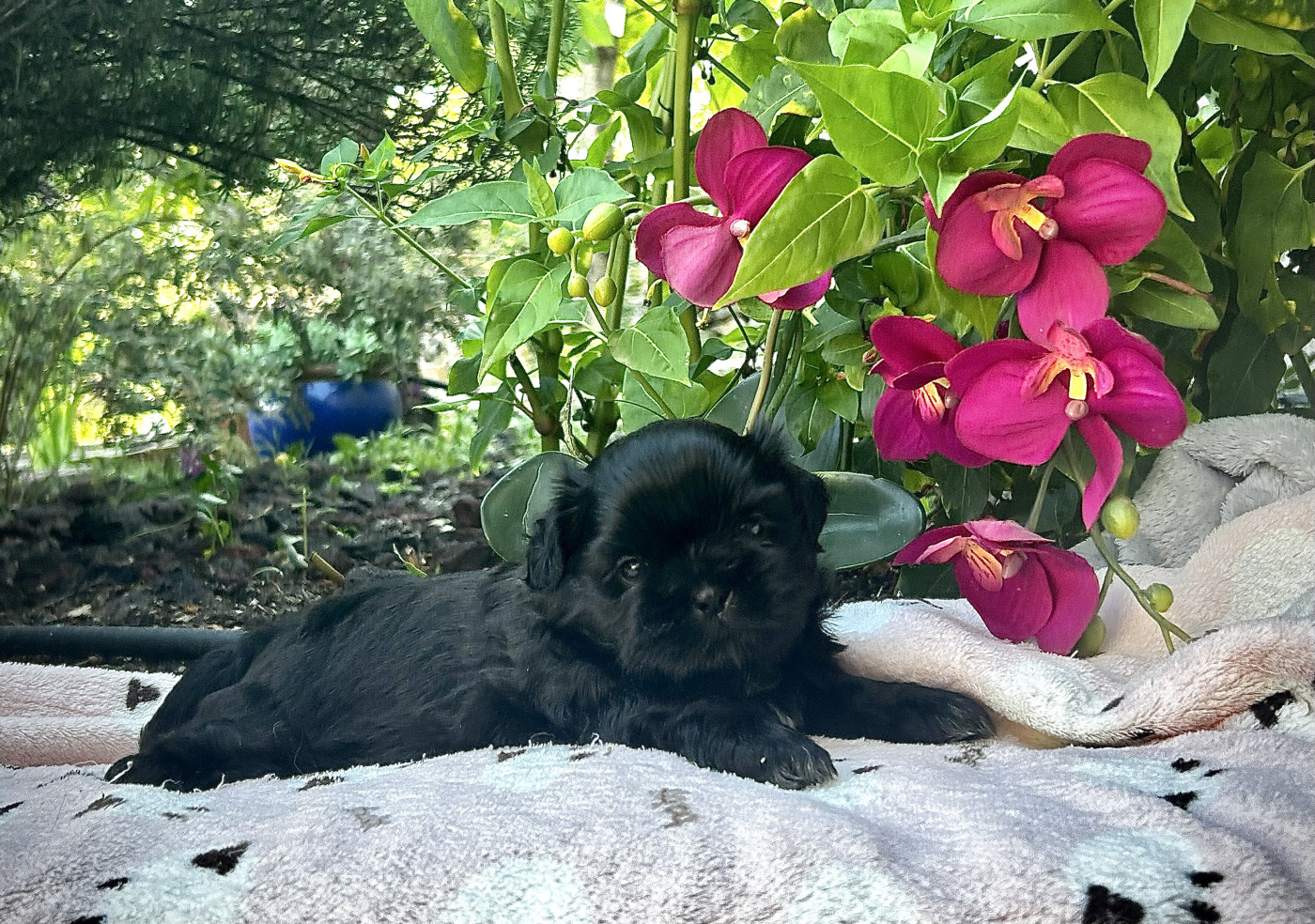 Kagyu-ling - Chiots disponibles - Shih Tzu