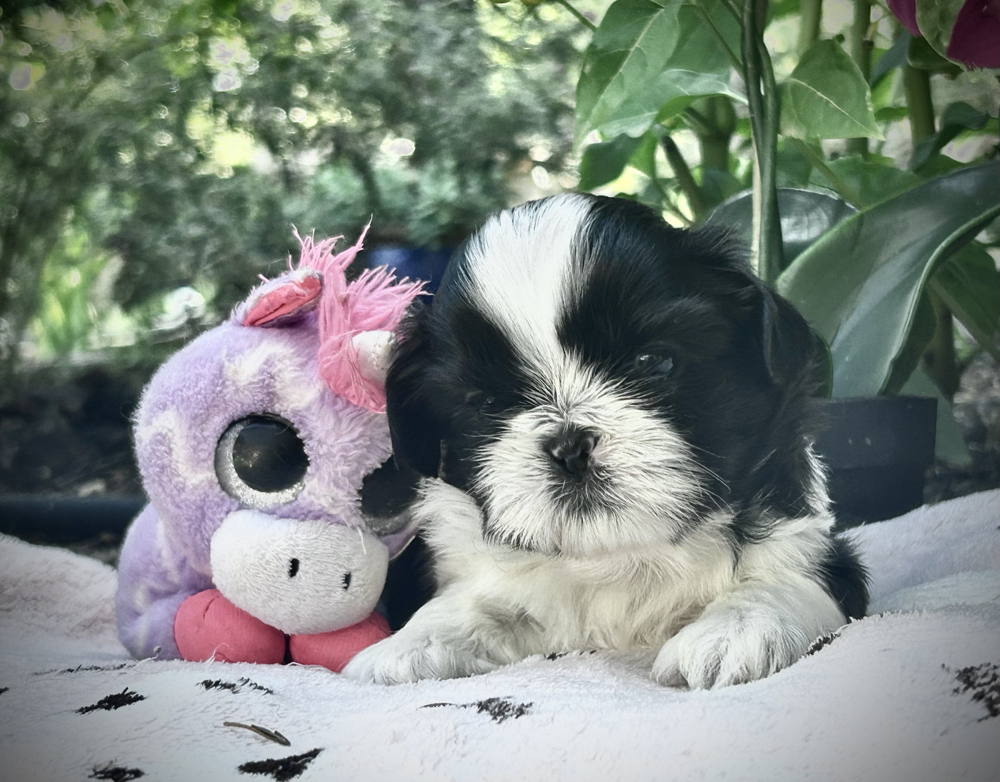 Kagyu-ling - Chiots disponibles - Shih Tzu