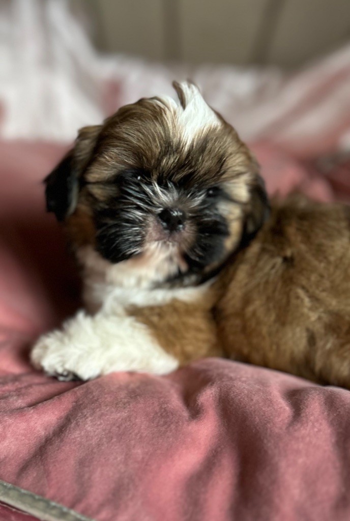 Kagyu-ling - Chiots disponibles - Shih Tzu