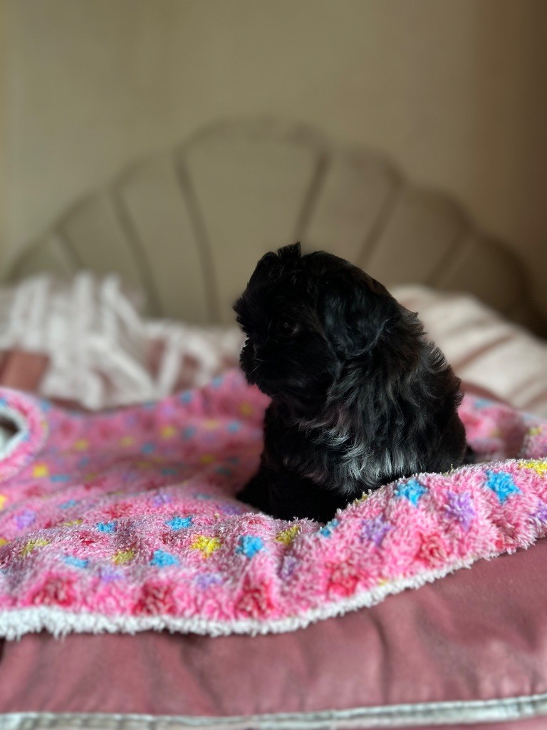 Kagyu-ling - Shih Tzu - Portée née le 03/08/2025